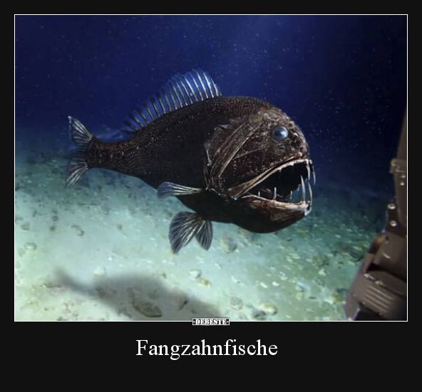 Fangzahnfische.. - Lustige Bilder | DEBESTE.de