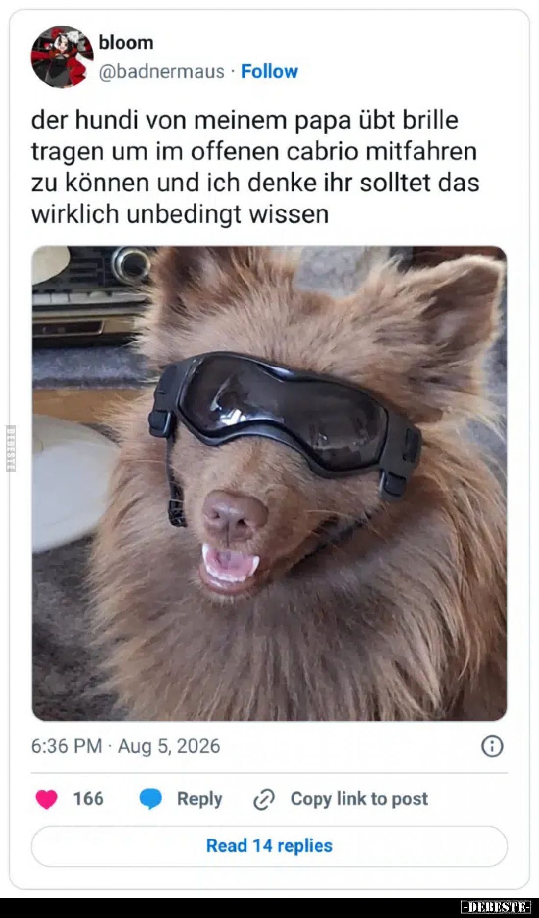 Der Hundi von meinem Papa übt Brille tragen um im offenen Cabrio mitfahren zu können und ich denke ihr solltet das wirklich u...