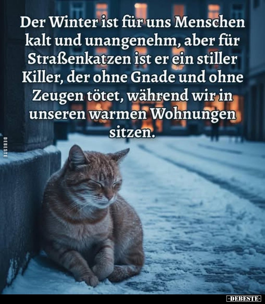 Der Winter ist für uns Menschen kalt und unangenehm, aber für Straßenkatzen ist er ein stiller Killer, der ohne Gnade und ohn...
