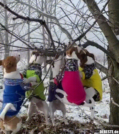 Die Hunde wollen den Stock