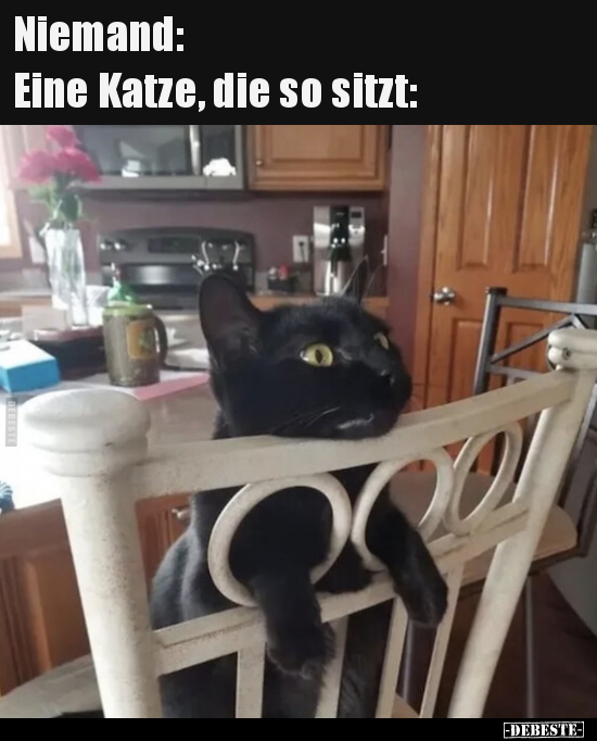 Niemand: Eine Katze, die so sitzt.. - Lustige Bilder | DEBESTE.de