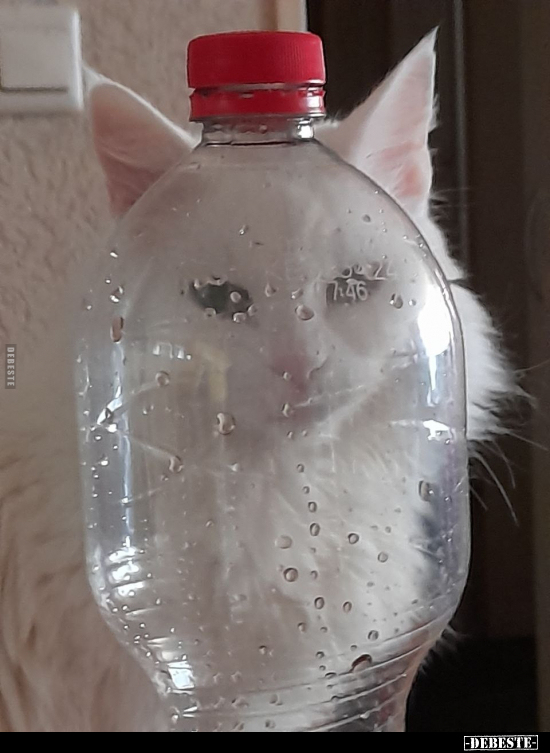 Katze in einer Flasche.. - Lustige Bilder | DEBESTE.de