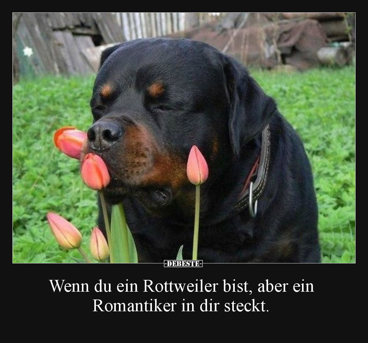 Wenn du ein Rottweiler bist, aber ein Romantiker in dir steckt.