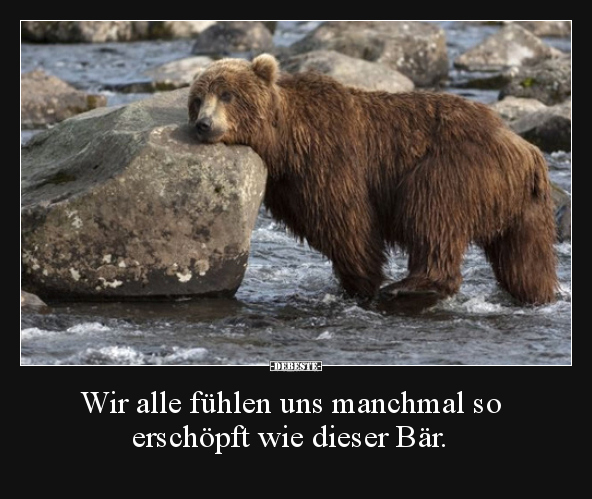 Wir alle fühlen uns manchmal so erschöpft wie dieser Bär...