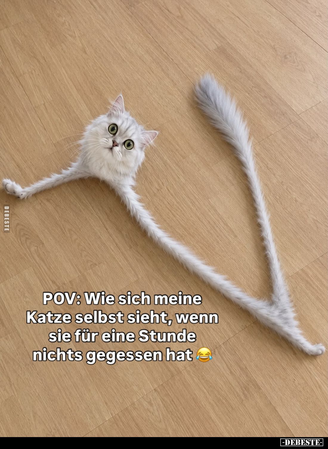 POV: Wie sich meine Katze selbst sieht, wenn sie für eine Stunde nichts gegessen hat.