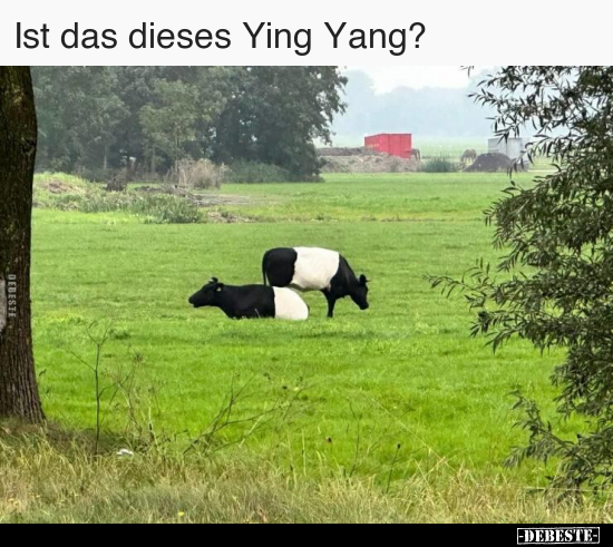 Ist das dieses Ying Yang?..