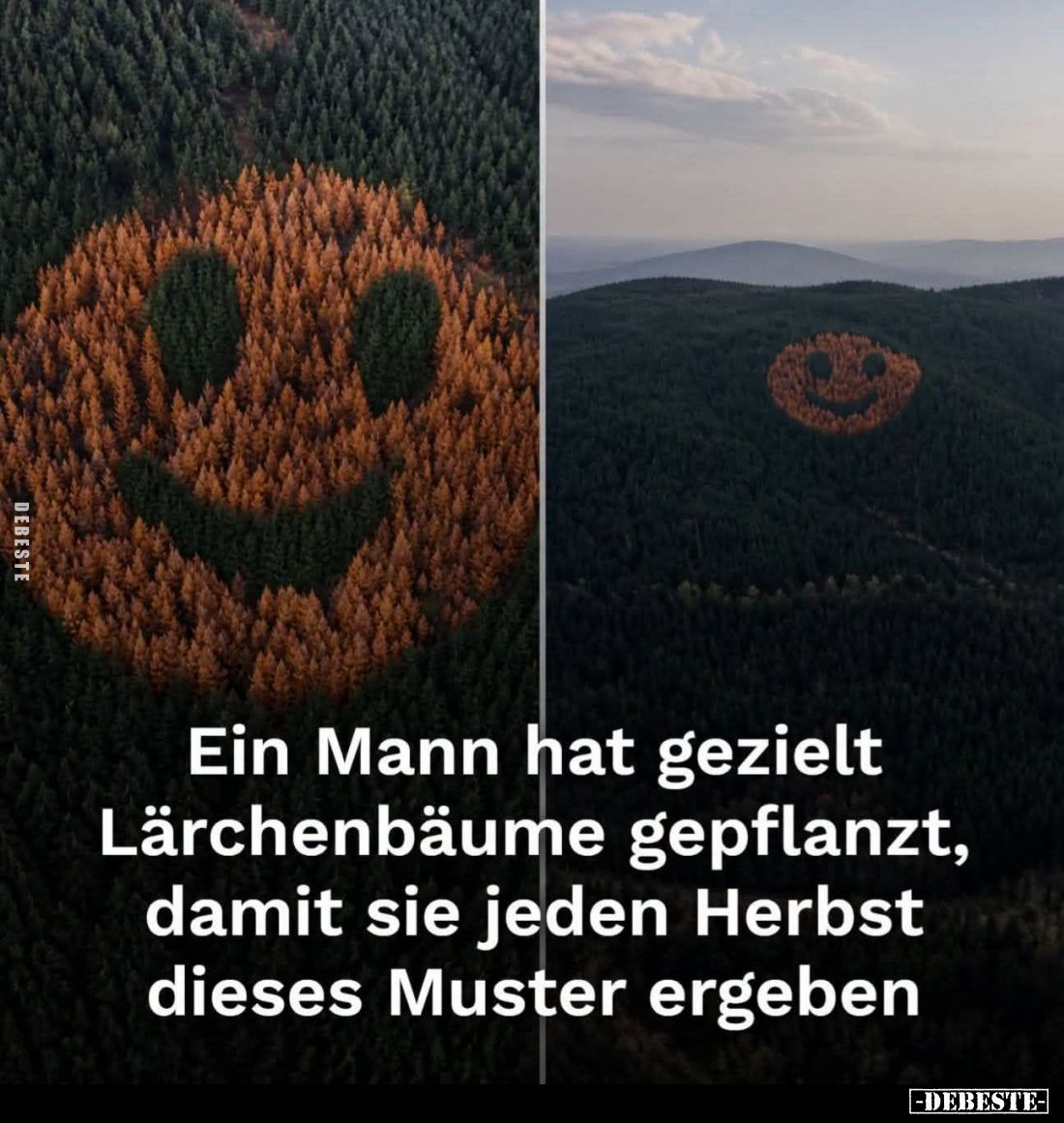Ein Mann hat gezielt
Lärchebäume gepflanzt,
damit sie jeden Herbst
dieses Muster ergeben.