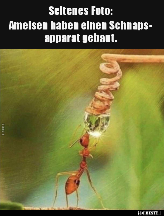 Seltenes Foto: Ameisen haben einen  Schnapsapparat.. - Lustige Bilder | DEBESTE.de