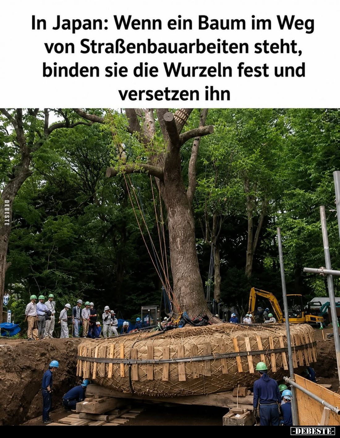In Japan: Wenn ein Baum im Weg
von Straßenbauarbeiten steht, binden sie die Wurzeln fest und versetzen ihn.