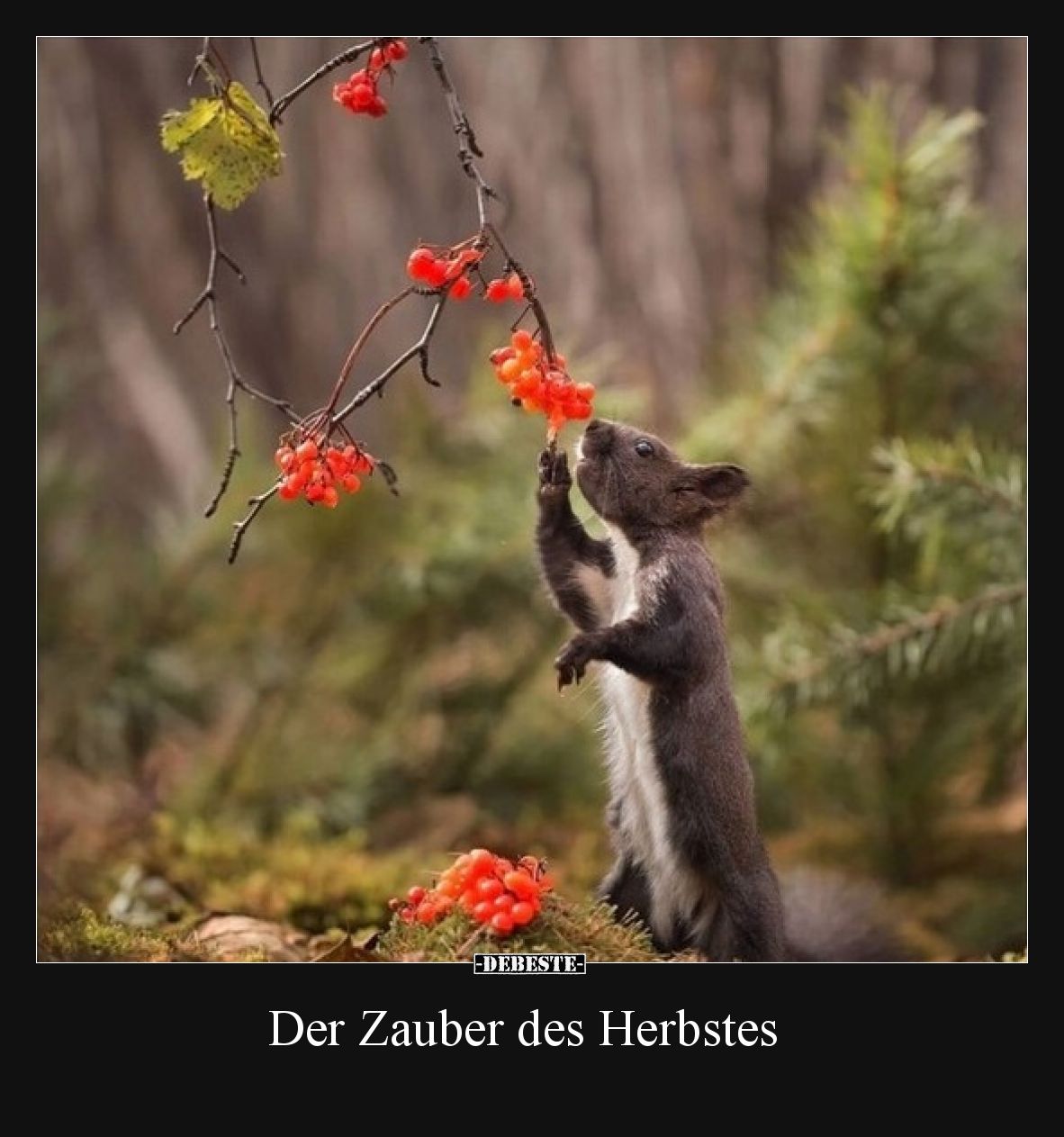 Der Zauber des Herbstes