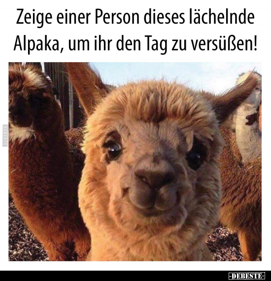 Zeige einer Person dieses lächelnde Alpaka, um ihr den Tag.. - Lustige Bilder | DEBESTE.de