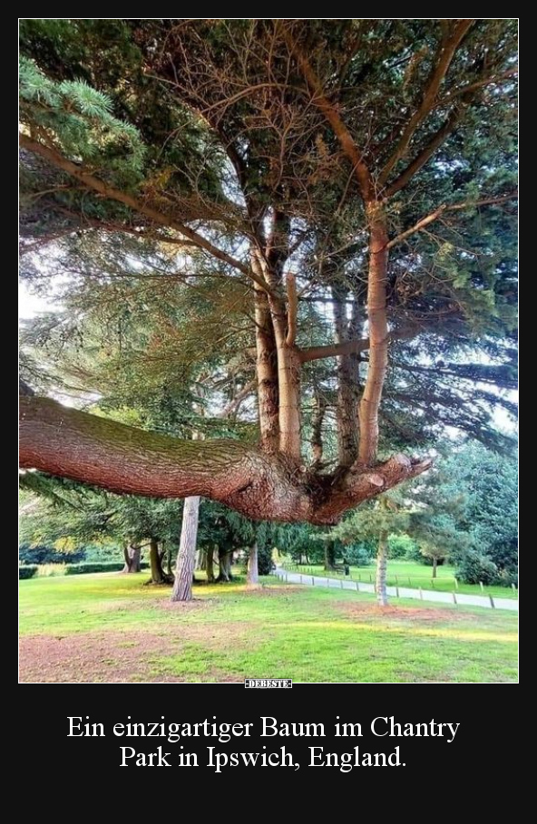 Ein einzigartiger Baum.. - Lustige Bilder | DEBESTE.de
