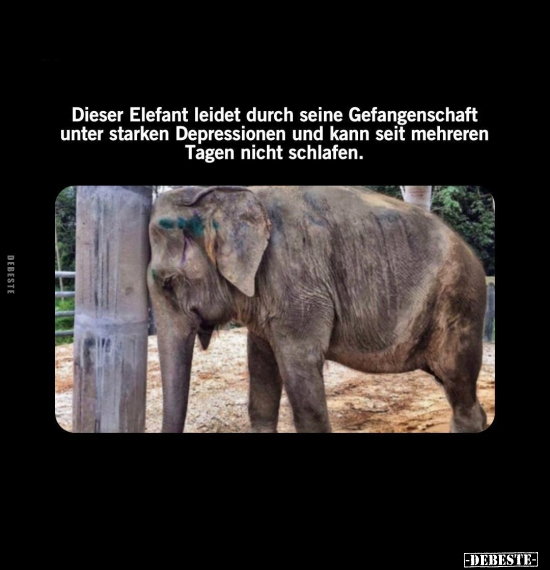 Dieser Elefant leidet durch seine Gefangenschaft unter.. - Lustige Bilder | DEBESTE.de