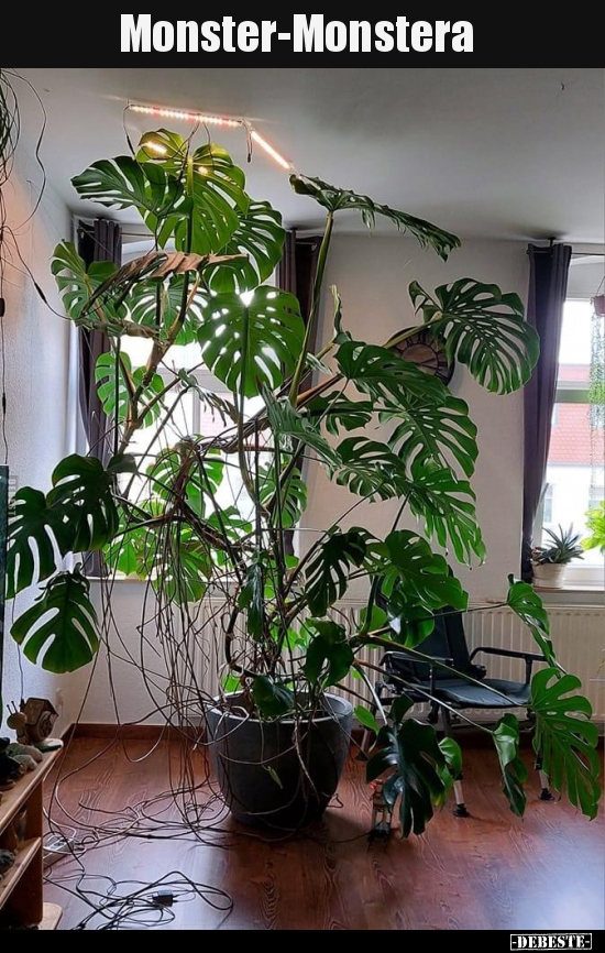 Monster-Monstera.. - Lustige Bilder | DEBESTE.de