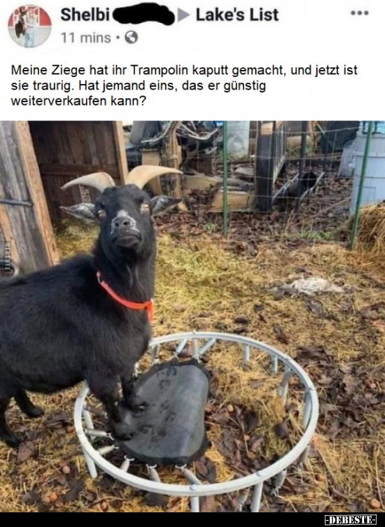 Meine Ziege hat ihr Trampolin kaputt gemacht, und jetzt ist.. - Lustige Bilder | DEBESTE.de