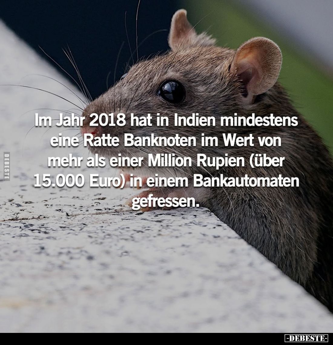 Im Jahr 2018 hat in Indien mindestens eine Ratte Banknoten im Wert von mehr als einer Million Rupien (über 15.000 Euro) in ei...