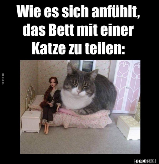 Wie es sich anfühlt, das Bett mit einer Katze zu.. - Lustige Bilder | DEBESTE.de