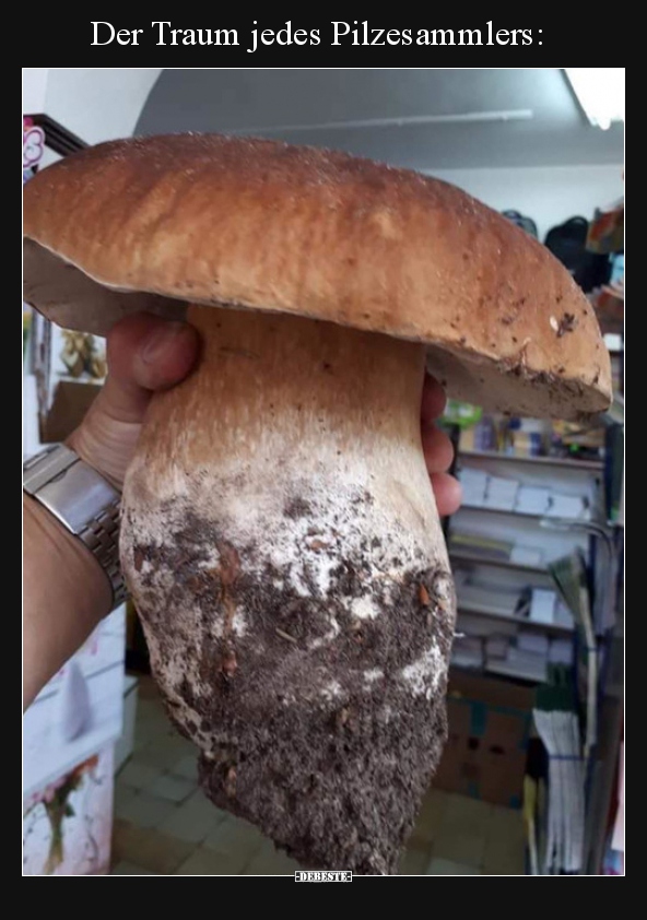 Der Traum jedes Pilzesammlers..