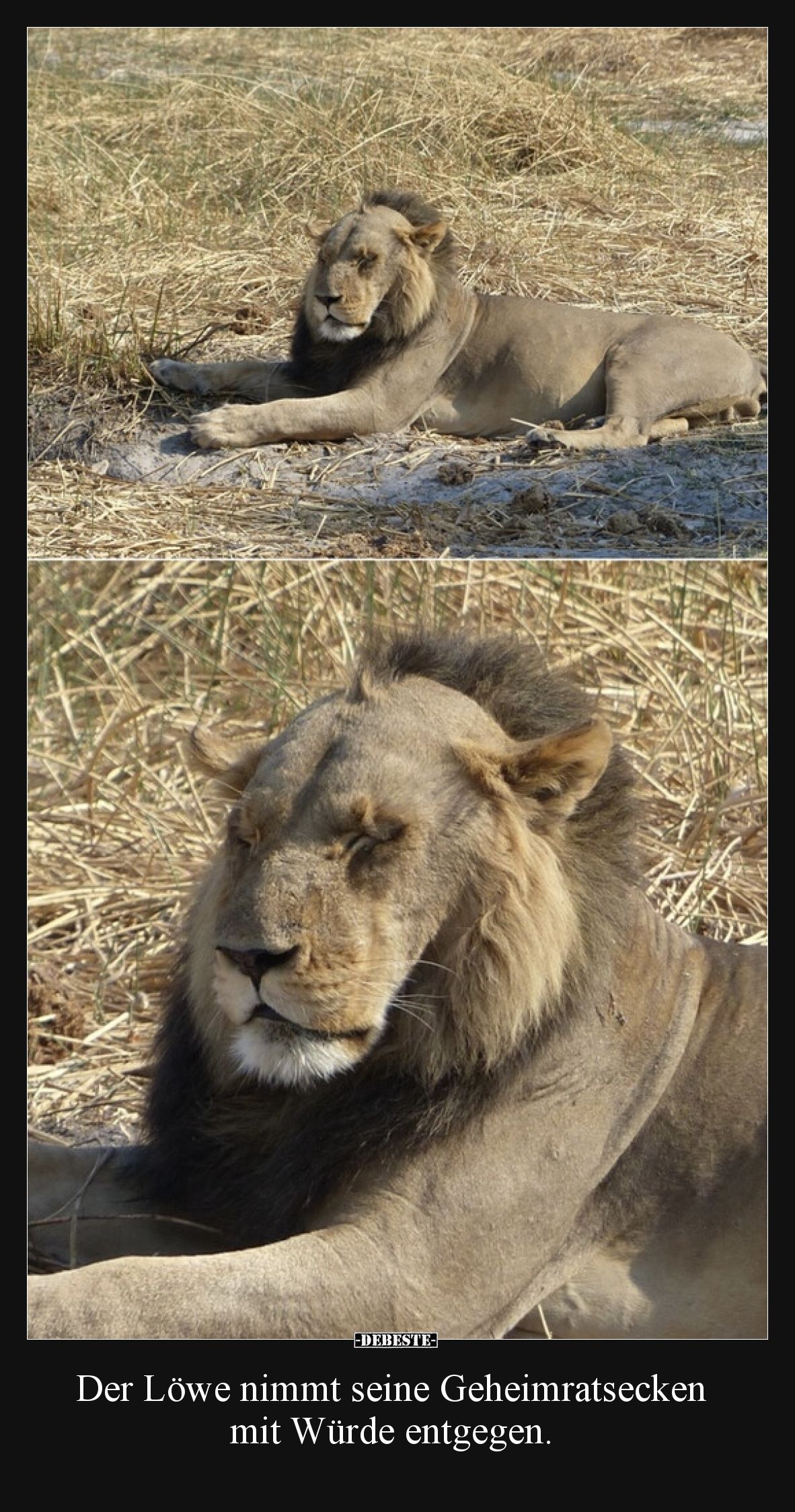 Der Löwe nimmt seine Geheimratsecken mit Würde entgegen.