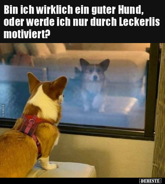 Bin ich wirklich ein guter Hund, oder werde ich nur durch.. - Lustige Bilder | DEBESTE.de