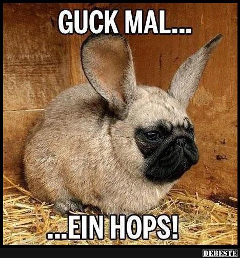 Guck mal.. ein Hops! - Lustige Bilder | DEBESTE.de