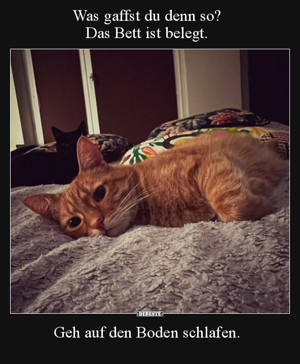 Was gaffst du denn so? Das Bett ist belegt. Geh auf den.. - Lustige Bilder | DEBESTE.de