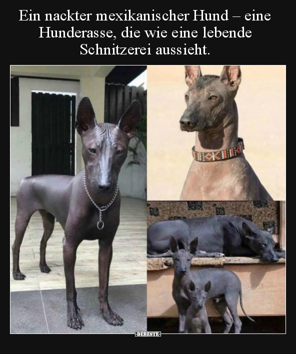 Ein nackter mexikanischer Hund – eine Hunderasse, die wie.. - Lustige Bilder | DEBESTE.de