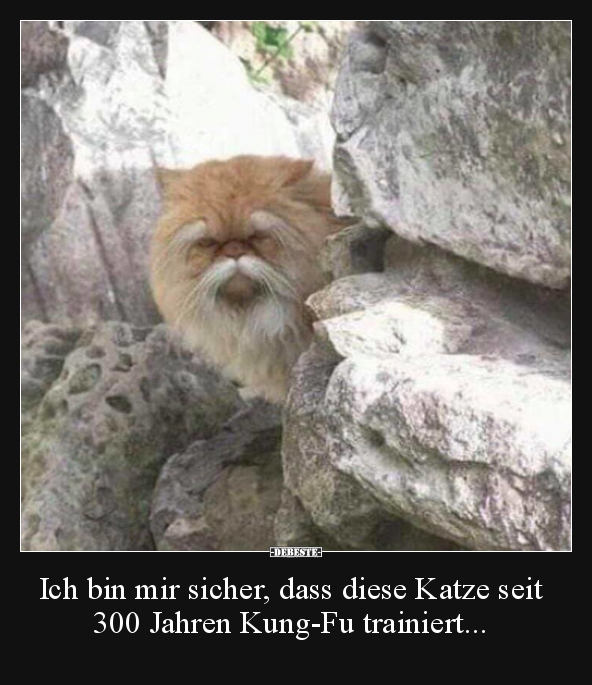 Ich bin mir sicher, dass diese Katze seit 300 Jahren.. - Lustige Bilder | DEBESTE.de