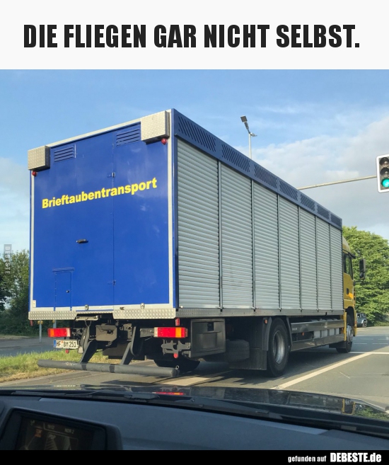 


DIE FLIEGEN GAR NICHT SELBST.

