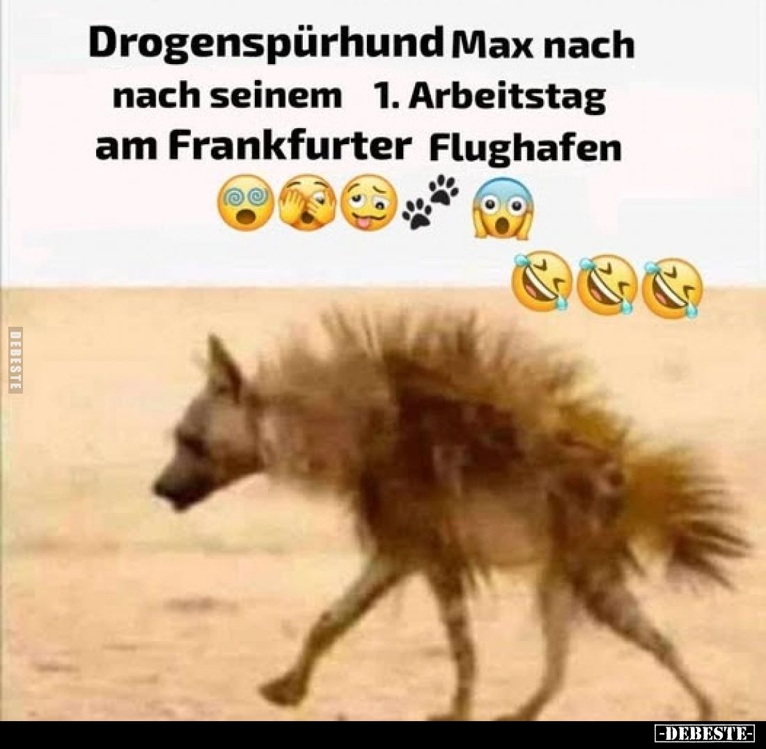 Drogenspürhund Max nach nach seinem 1. Arbeitstag am Frankfurter Flughafen