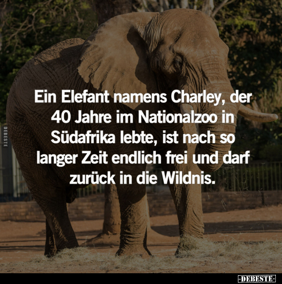 Ein Elefant namens Charley.. - Lustige Bilder | DEBESTE.de