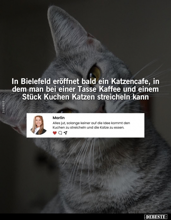 In Bielefeld eröffnet bald ein Katzencafe.. - Lustige Bilder | DEBESTE.de