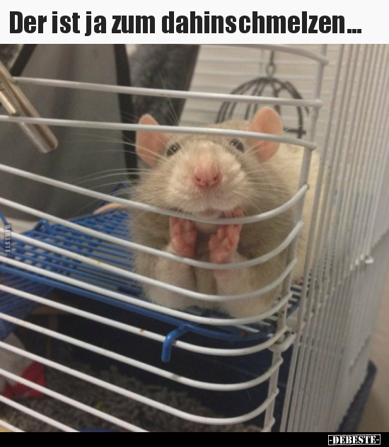 Der ist ja zum dahinschmelzen...