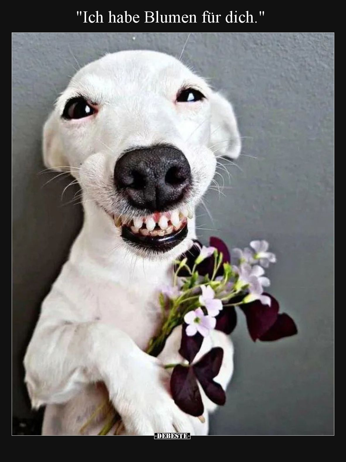 "Ich habe Blumen für dich.".. - Lustige Bilder | DEBESTE.de