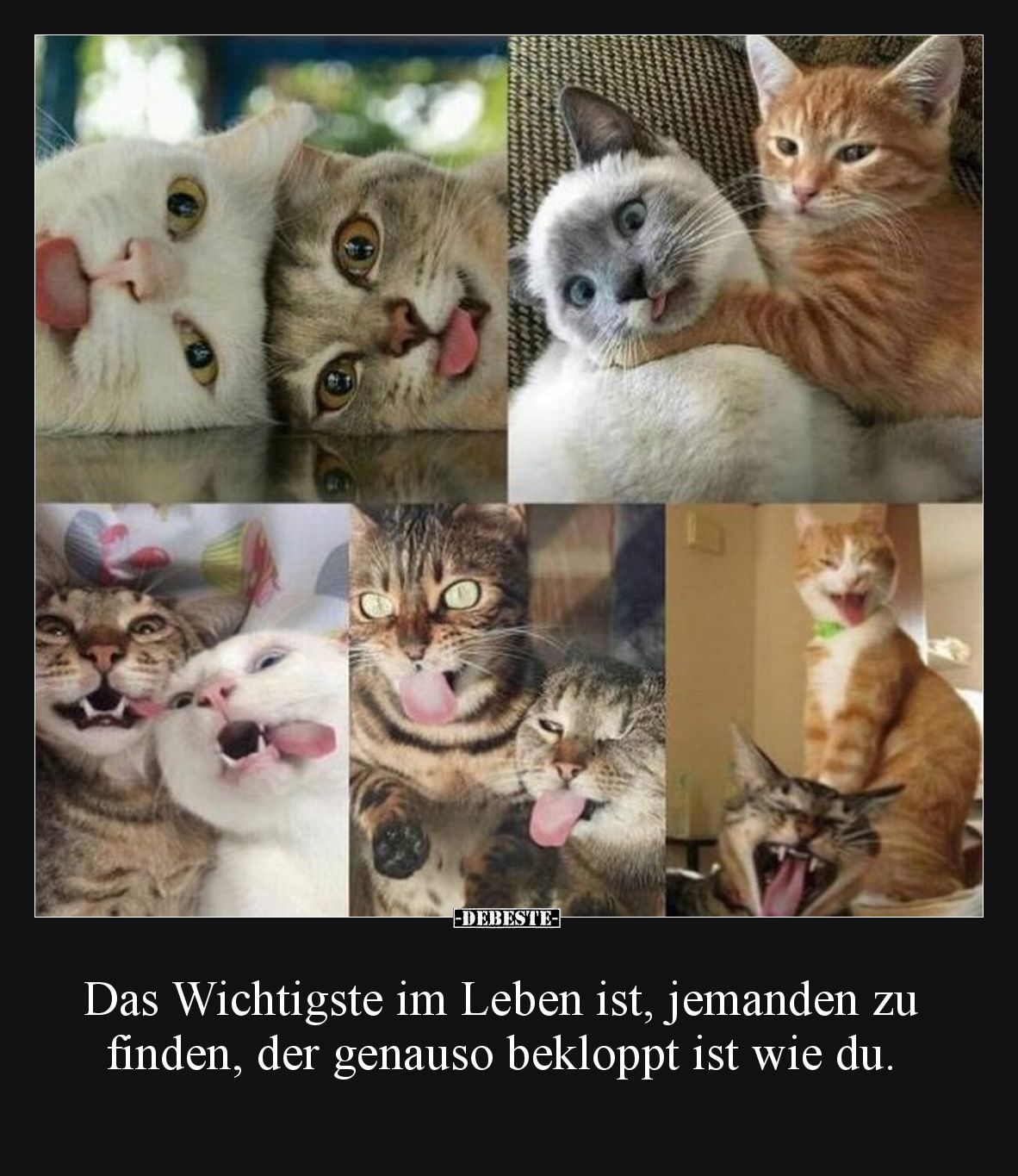 Das Wichtigste im Leben ist, jemanden zu finden, der genauso bekloppt ist wie du.