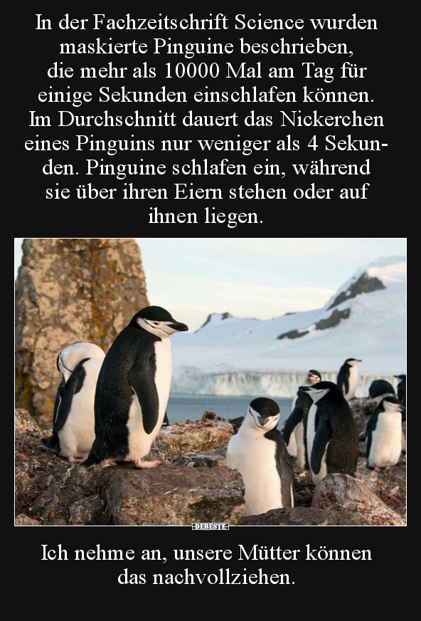 In der Fachzeitschrift Science wurden maskierte Pinguine.. - Lustige Bilder | DEBESTE.de