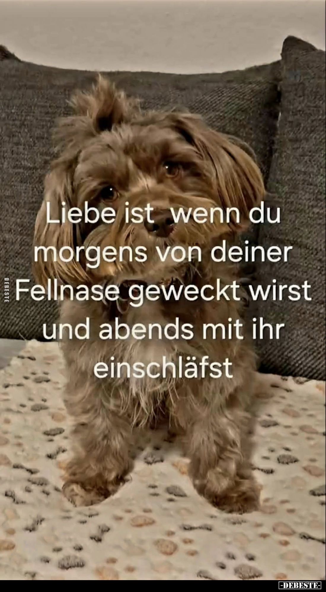 Liebe ist wenn du morgens von deiner Fellnase geweckt wirst und abends mit ihr einschläfst.
