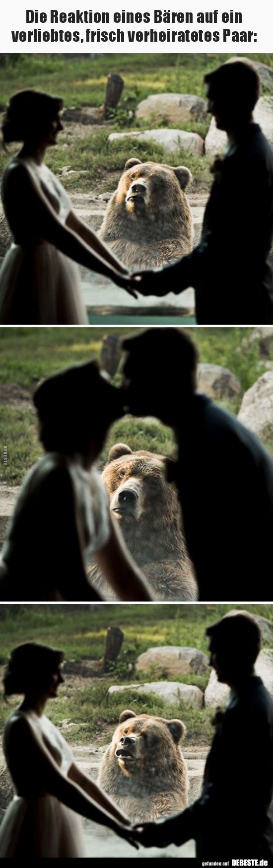 Die Reaktion eines Bären auf ein verliebtes, frisch.. - Lustige Bilder | DEBESTE.de