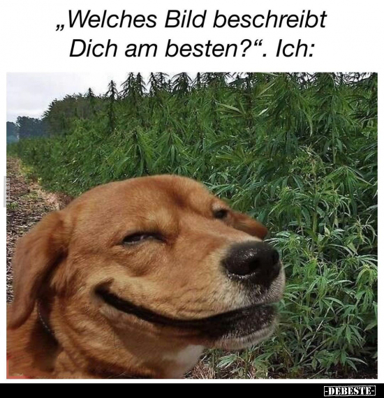 "Welches Bild beschreibt Dich am besten?". Ich.. - Lustige Bilder | DEBESTE.de