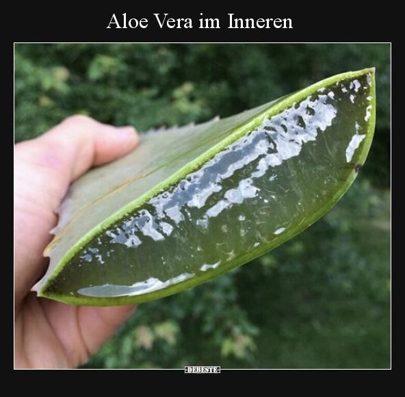 Aloe Vera im Inneren..