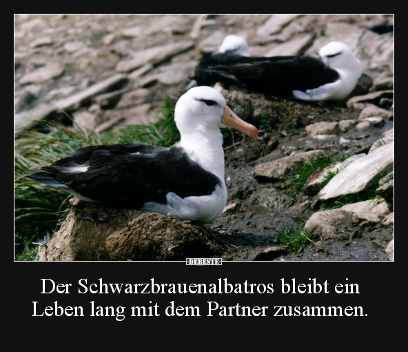 Der Schwarzbrauenalbatros bleibt ein Leben lang mit dem.. - Lustige Bilder | DEBESTE.de