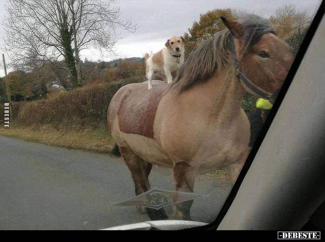  - Lustige Bilder | DEBESTE.de