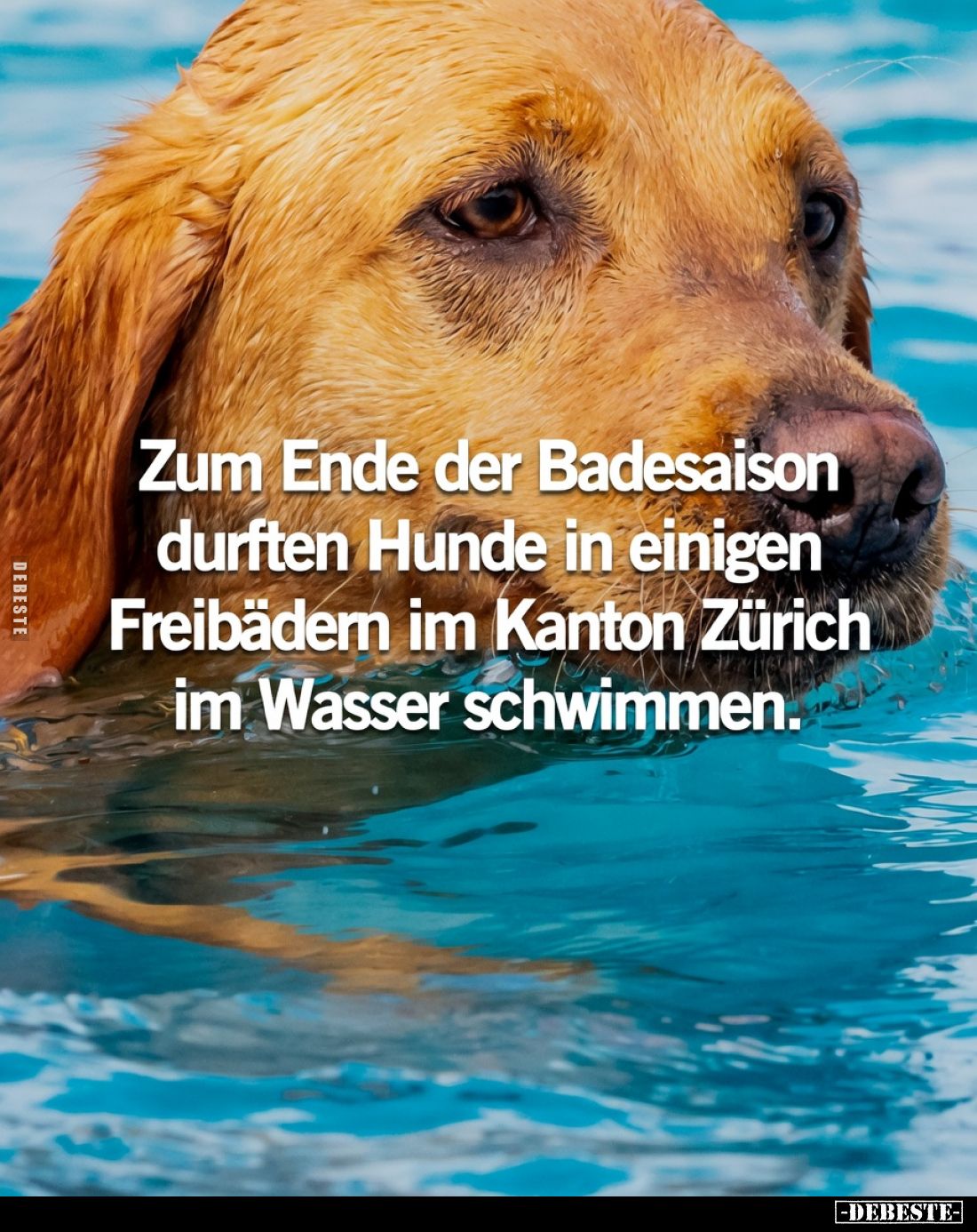 Zum Ende der Badesaison durften Hunde in einigen Freibädern im Kanton Zürich im Wasser schwimmen.