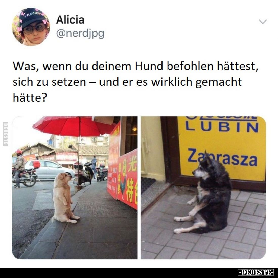 Was, wenn du deinem Hund befohlen hättest, sich zu setzen – und er es wirklich gemacht hätte?