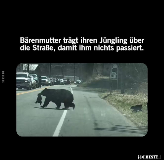 Bärenmuftter trägt ihren Jüngling über die Straße.. - Lustige Bilder | DEBESTE.de