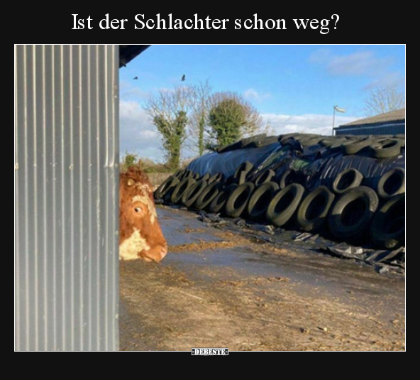 Ist der Schlachter schon weg?.. - Lustige Bilder | DEBESTE.de