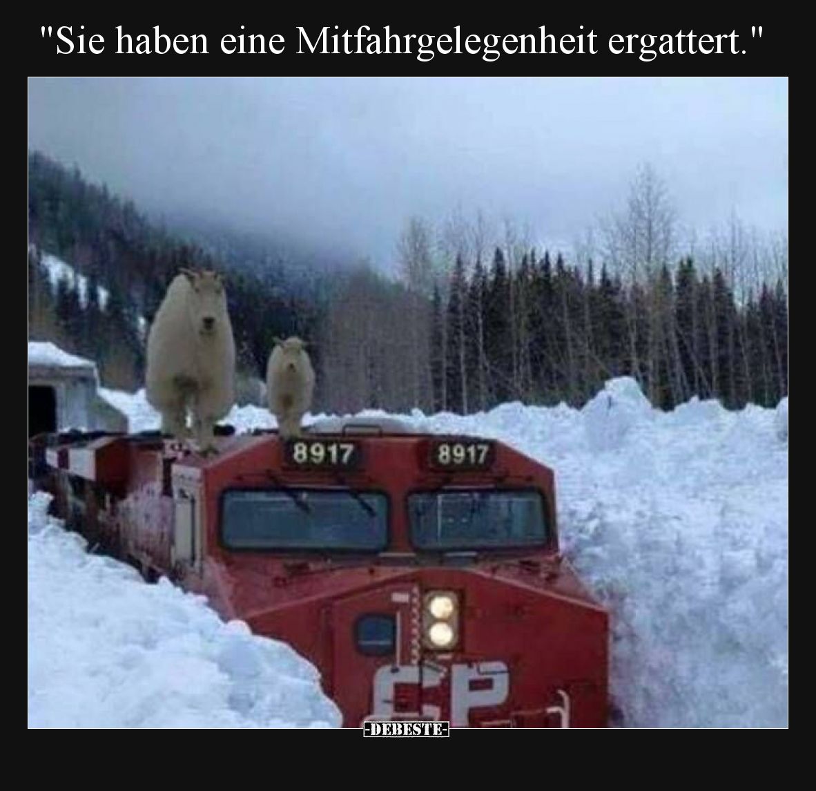 "Sie haben eine Mitfahrgelegenheit ergattert.".. - Lustige Bilder | DEBESTE.de