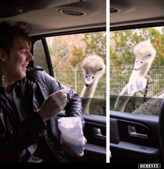  - Lustige Bilder | DEBESTE.de