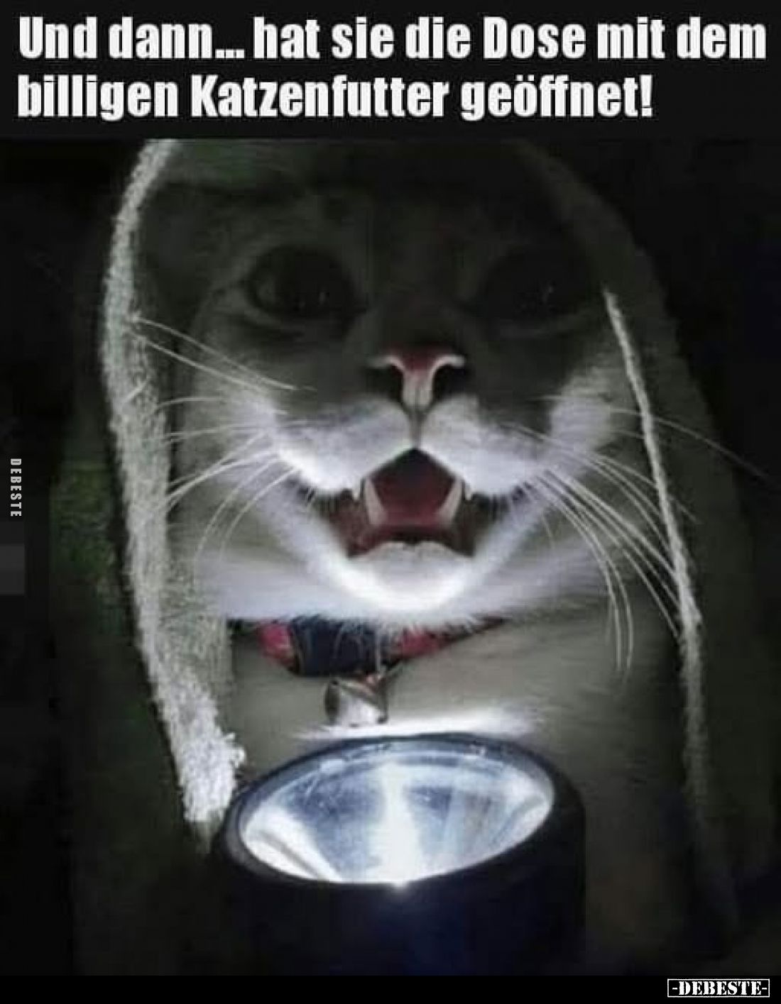 Und dann... hat sie die Dose mit dem billigen Katzenfutter geöffnet!