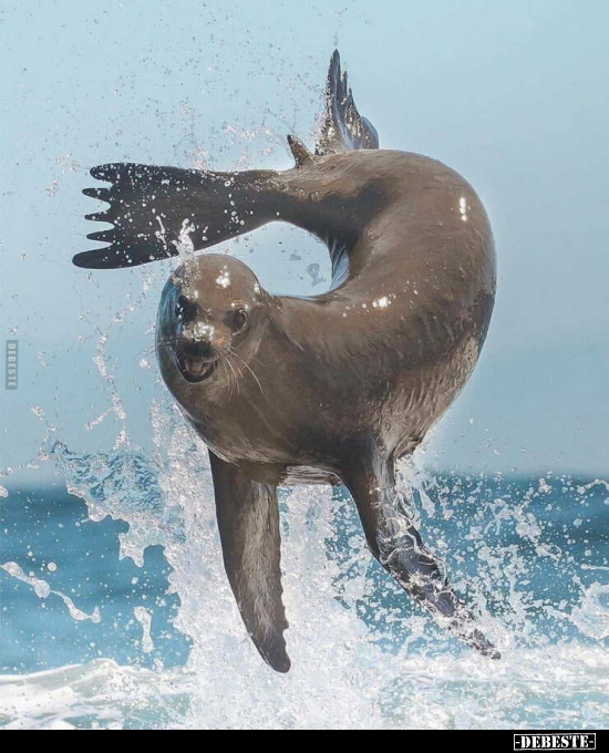  - Lustige Bilder | DEBESTE.de